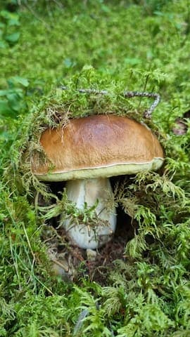 Super Cozy Chalet with WoW view - 12 min from Ski