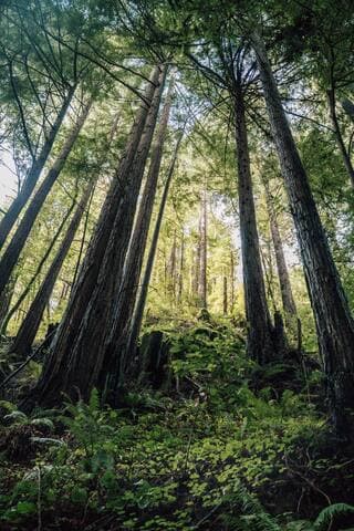 Dreamy Glamping in Your Own Private Redwood Grove
