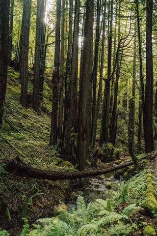 Dreamy Glamping in Your Own Private Redwood Grove