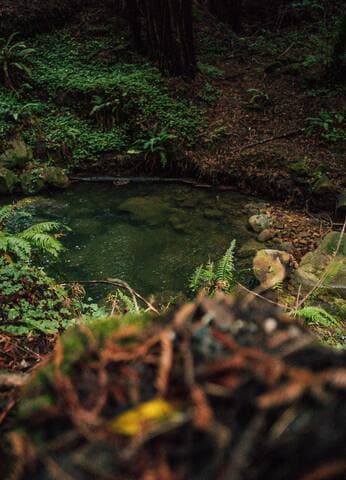 Dreamy Glamping in Your Own Private Redwood Grove