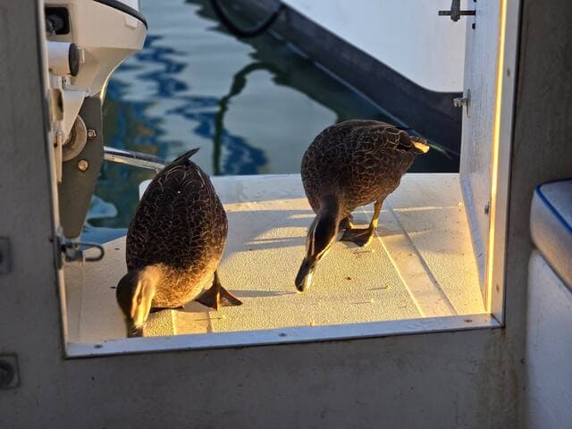 We do ask you to feed George & Mildred - it's call a duck board for a reason