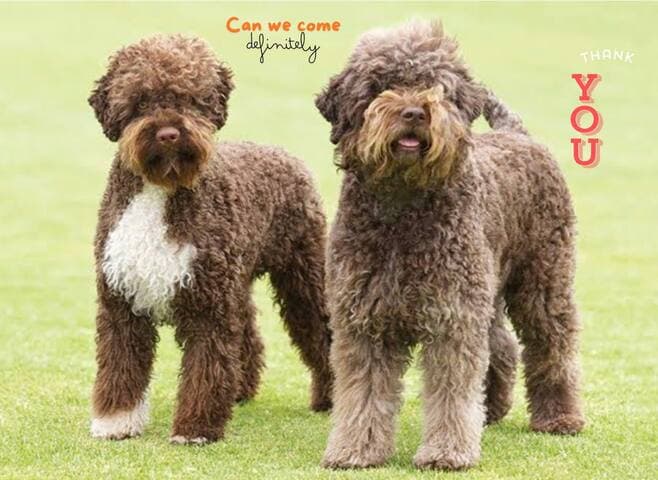 Yes, we are pet-friendly. See our previous guest reviews. Their pet just loved the backyard, and the owner was relaxed because it's enclosed and the little rascal cannot runoff @ yokinebnb@gmail.com