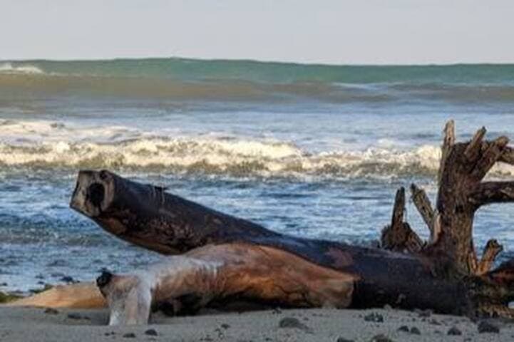 Great big wave surf day on the beach. Just 2 blocks away!