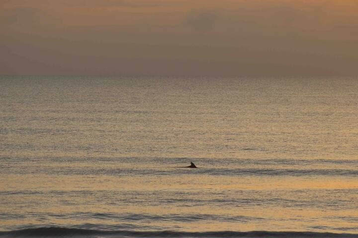 Almost every morning this dolphin and sometimes his friends can been seen steadily moving south along the shore. Daybreak breakfast time I’m sure. Nature’s gift to us to start the beach days off right!