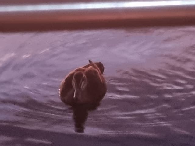 The usual suspects greet you in the morning looking for a easy feed