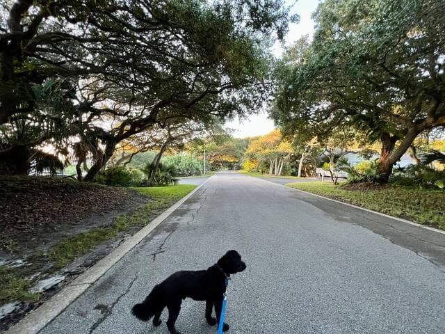 Lots of green acreage and walking paths throughout the campus at Sea Woods.
