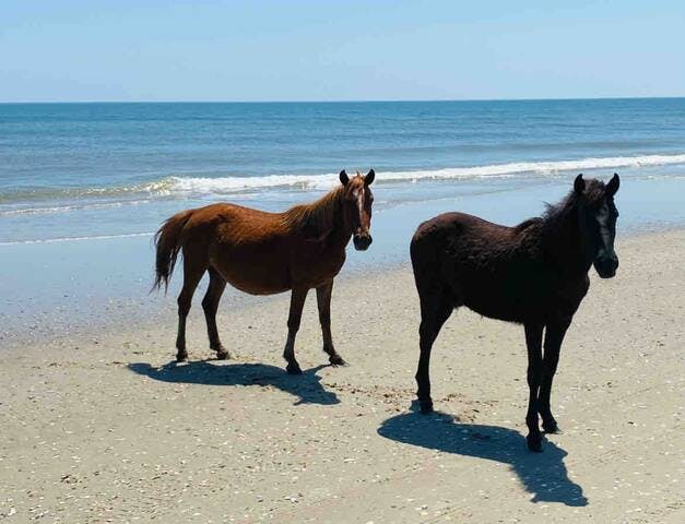 The Corolla Wild Horses are descendants of colonial Spanish Mustangs brought by explores nearly 500 years ago.  Here, these wild horses roam freely and are most commonly found in the four-wheel areas of Corolla. 
