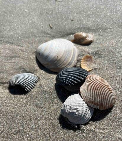 Seashells are nature's souvenirs, reminding us of sunny days and salty kisses. 