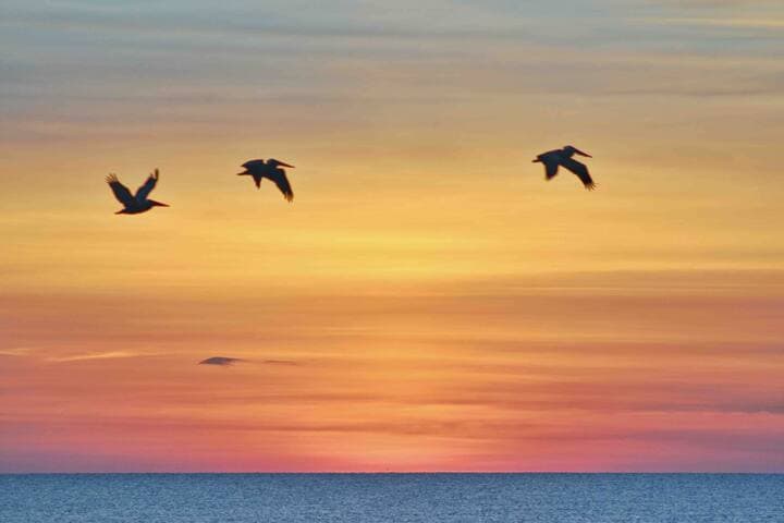 Morning flight of pelicans.