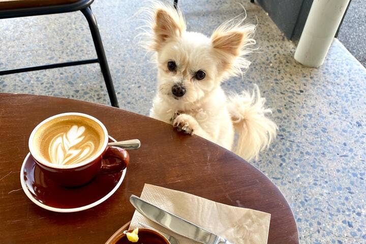 Did you know that all the cafes & restaurants in Edge Hill love our furry friends? All the more reason to bring yours for your stay in our Villa.