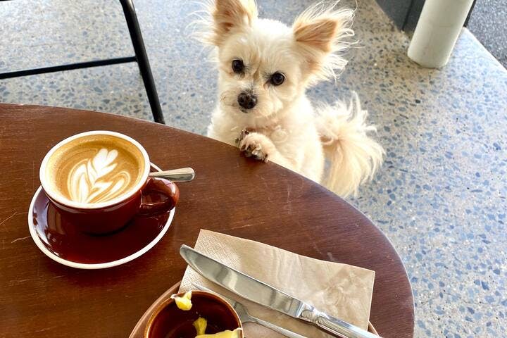 Pets are allowed at all the cafes in Edge Hill.
All the more reason to bring your pets to stay at The Villas Of Cairns.