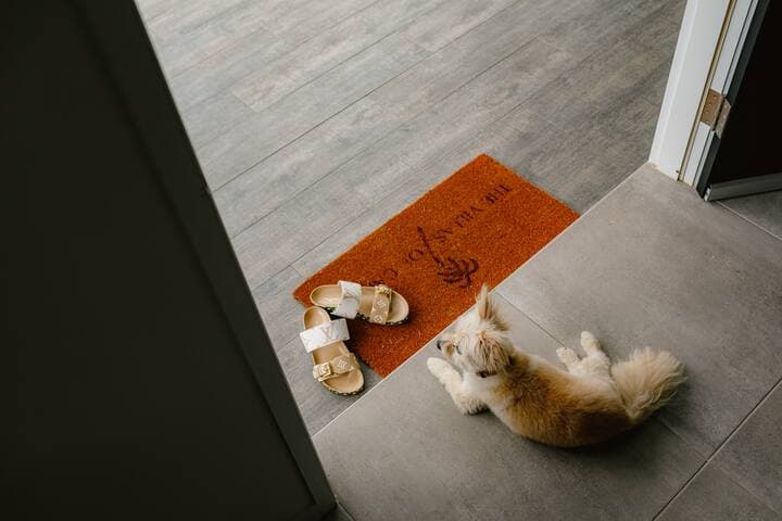 Even your fur baby will feel special.