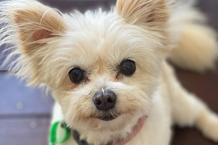 Say hi to Holly. She does not come with the property, but you are welcome to bring your pet.
