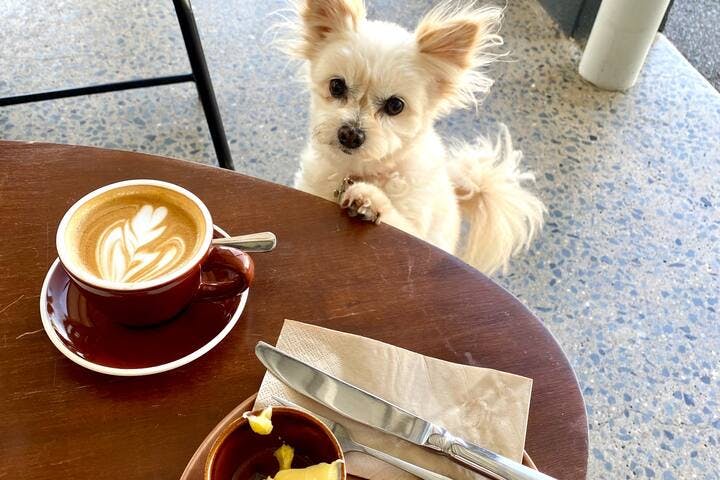 Did you know that all the cafes in Edge Hill love our furry friends? All the more reason to bring yours and stay in our Villa.