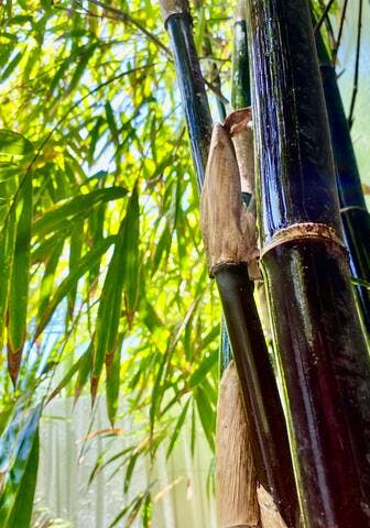 Your private courtyard is landscaped with some beautiful tropical plants including exotic bamboo species. More examples can be found across the road with free entry to Cairns' famous botanical gardens.