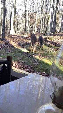A visit from our deer friends