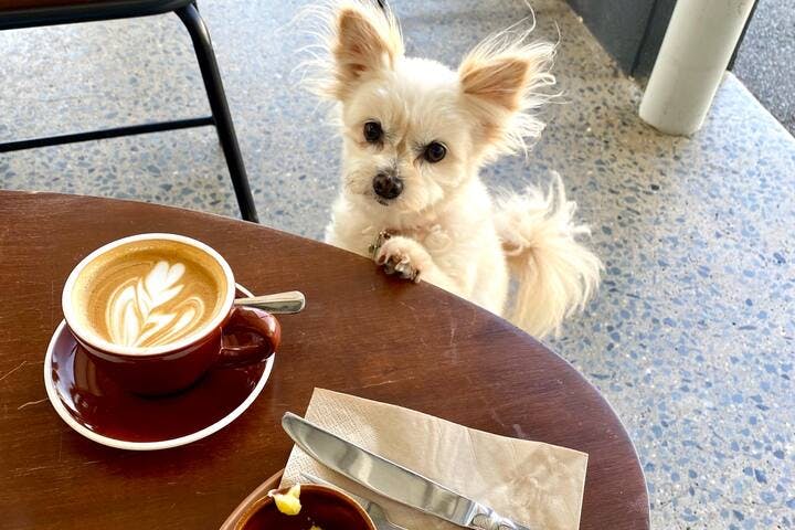 Did you know that all the cafes & restaurants in Edge Hill love our furry friends? All the more reason to bring yours for your stay at The Villas Of Cairns.