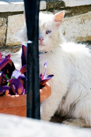 Traditional Cottage on the hillside of Antiperni