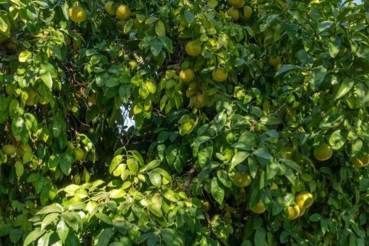 Depending on the season, there are delicious oranges, lemons, limes, and grapefruits on the backyard trees for you to pick and enjoy.