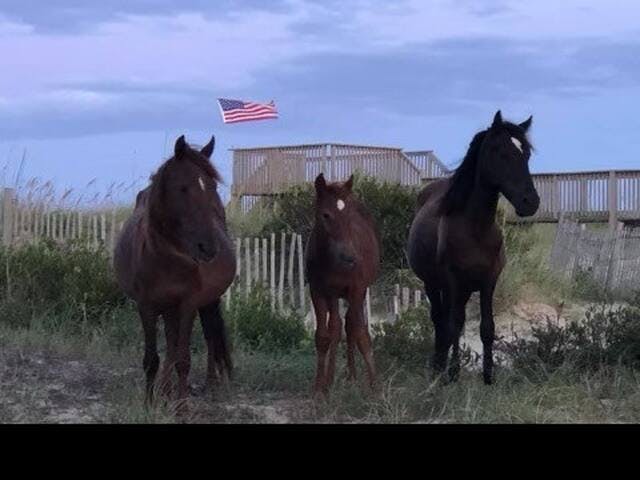 Horse family in Corova. 