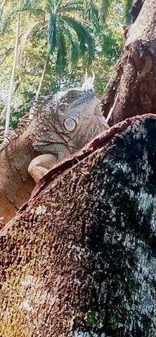 Just another iguana sunbathing 