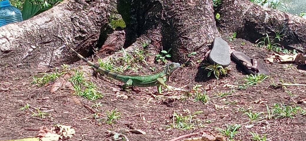 Adult green iguana 