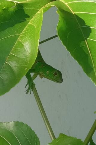 Baby green iguana 