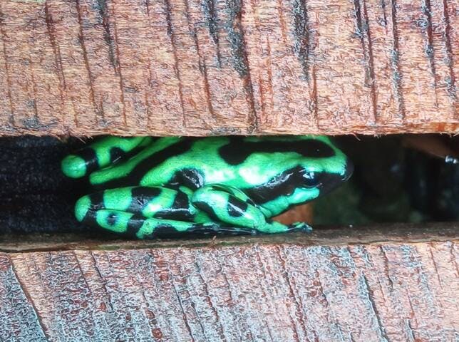 Poison dart green frog hiding under the deck.