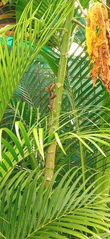 Gecko in the papaya tree