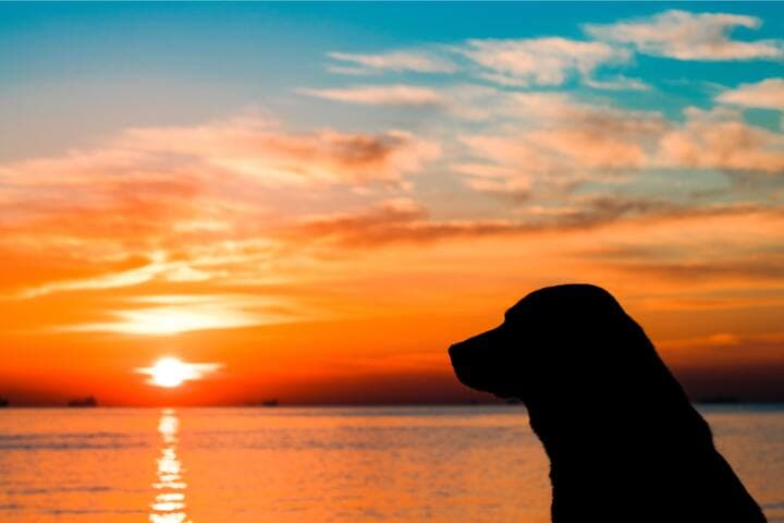 Welcome to Sea Mist Escape where dogs are not only welcomed but spoiled!