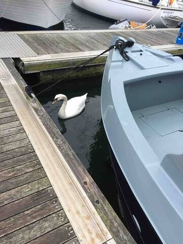 The partly tame swan that visits the boat. 